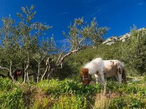 TRSTENIK (6)