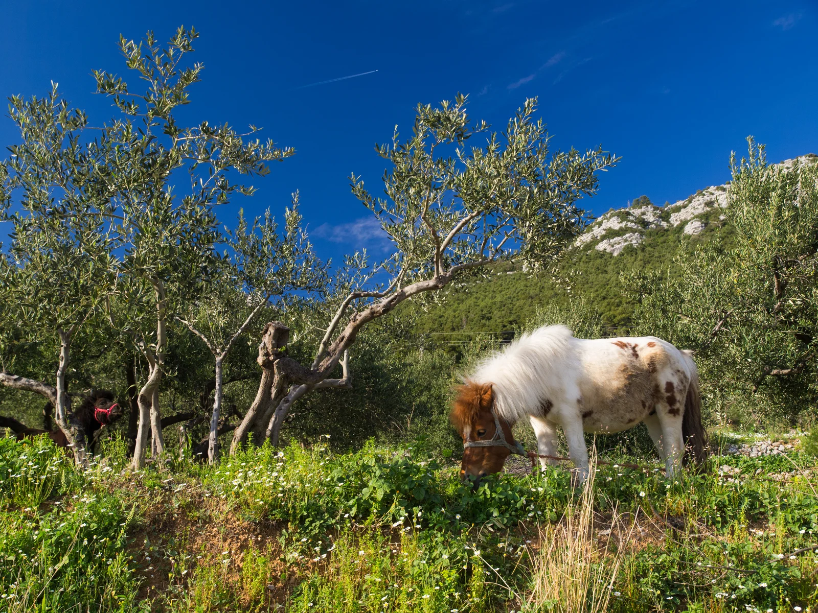 TRSTENIK (6)
